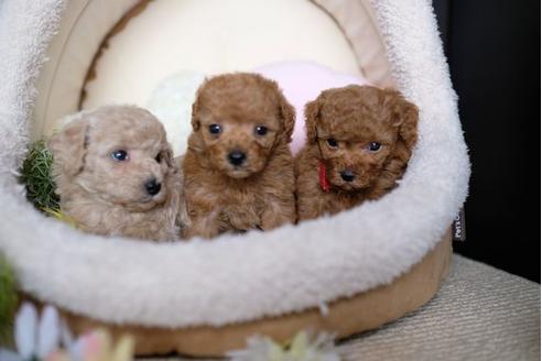 成約済の滋賀県のトイプードル-71538の4枚目