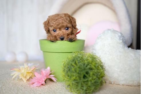 成約済の滋賀県のトイプードル-71538の3枚目