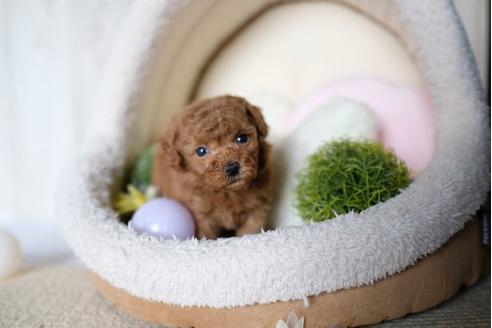 成約済の滋賀県のトイプードル-71538の2枚目