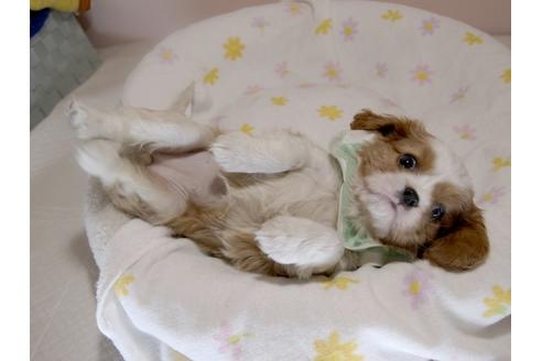 成約済の埼玉県のキャバリアキングチャールズスパニエル-70883の9枚目