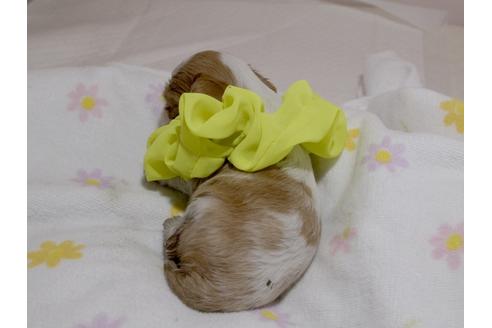 成約済の埼玉県のキャバリアキングチャールズスパニエル-72498の10枚目