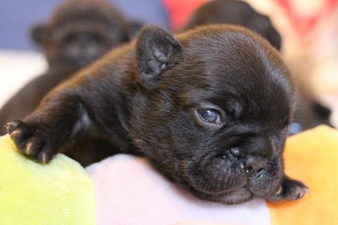 成約済の愛知県のフレンチブルドッグ-72085の29枚目