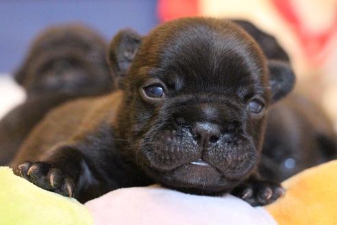 成約済の愛知県のフレンチブルドッグ-72085の28枚目