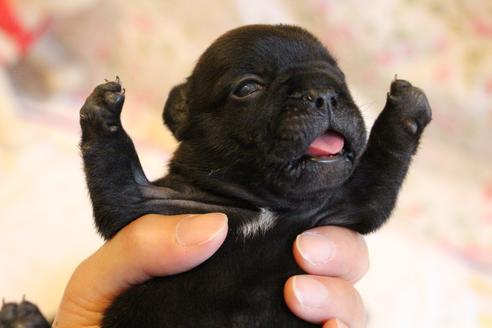 成約済の愛知県のフレンチブルドッグ-72085の27枚目