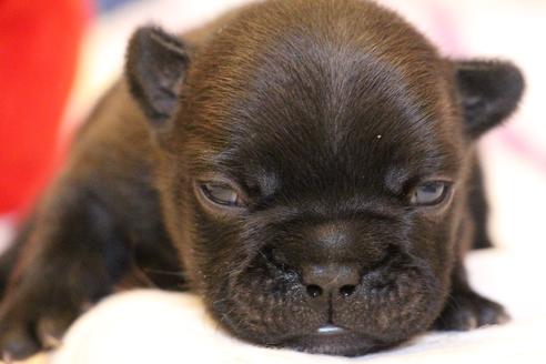 成約済の愛知県のフレンチブルドッグ-72085の26枚目