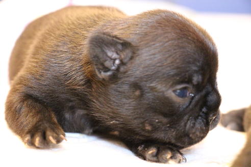 成約済の愛知県のフレンチブルドッグ-72085の24枚目