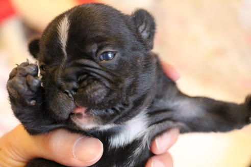 成約済の愛知県のフレンチブルドッグ-72084の26枚目