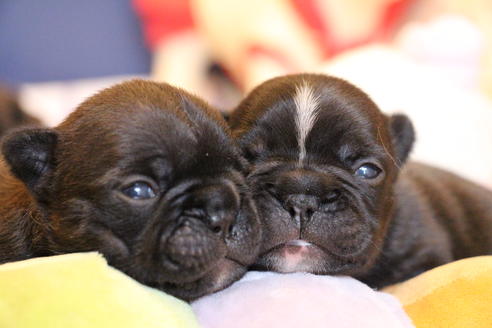 成約済の愛知県のフレンチブルドッグ-72084の25枚目