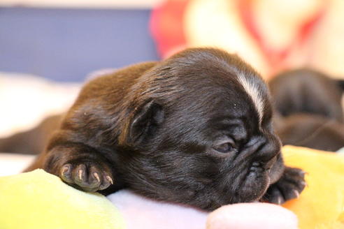 成約済の愛知県のフレンチブルドッグ-72084の24枚目