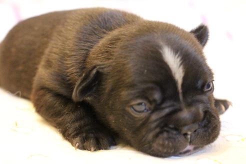 成約済の愛知県のフレンチブルドッグ-72084の23枚目