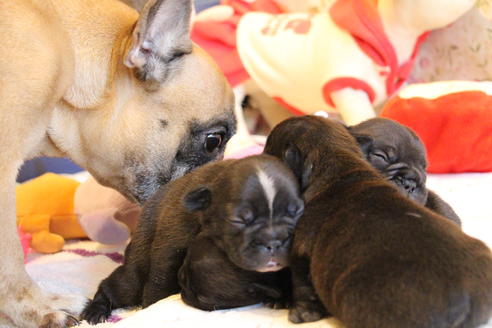 成約済の愛知県のフレンチブルドッグ-72084の22枚目