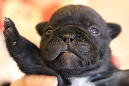 成約済の愛知県のフレンチブルドッグ-72083の23枚目