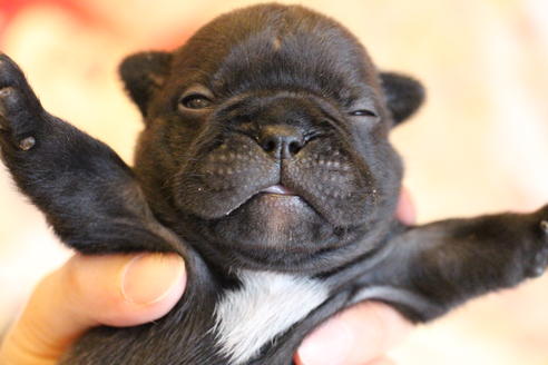 成約済の愛知県のフレンチブルドッグ-72083の22枚目