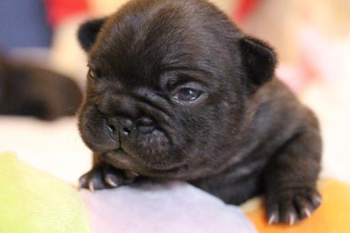 成約済の愛知県のフレンチブルドッグ-72083の21枚目