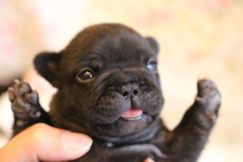 成約済の愛知県のフレンチブルドッグ-72083の20枚目