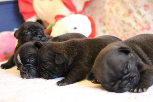 成約済の愛知県のフレンチブルドッグ-72083の19枚目