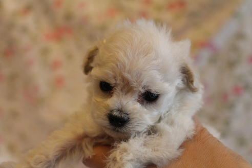 成約済の愛知県のトイプードル-70899の18枚目