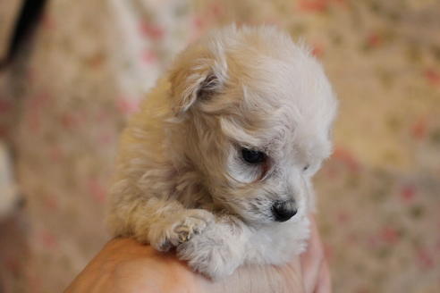 成約済の愛知県のトイプードル-70899の17枚目