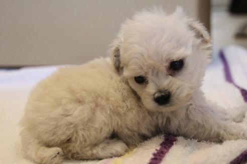 成約済の愛知県のトイプードル-70899の16枚目