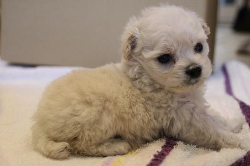 成約済の愛知県のトイプードル-70899の15枚目