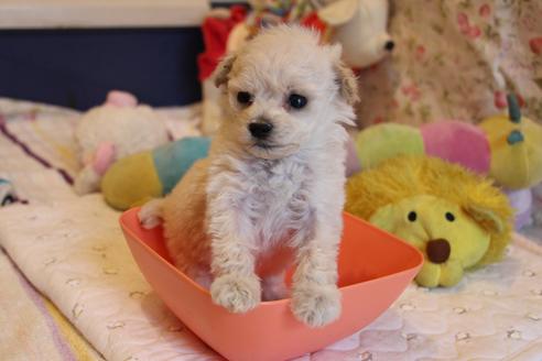 成約済の愛知県のトイプードル-70899の14枚目