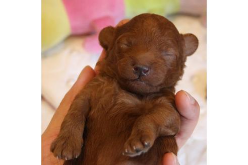 成約済の愛知県のトイプードル-72086の16枚目