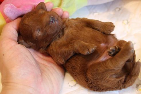 成約済の愛知県のトイプードル-72086の15枚目