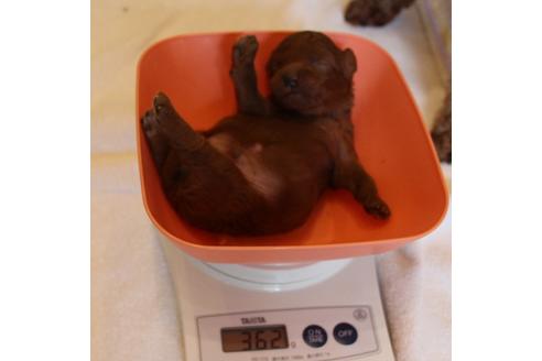 成約済の愛知県のトイプードル-72086の14枚目