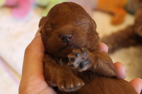 成約済の愛知県のトイプードル-72086の13枚目