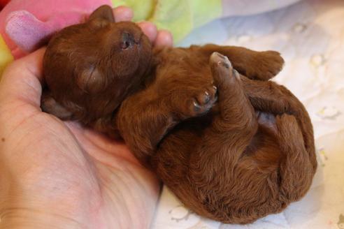 成約済の愛知県のトイプードル-72086の12枚目