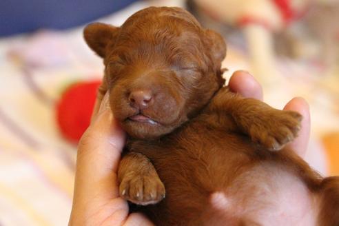 成約済の愛知県のトイプードル-72087の14枚目