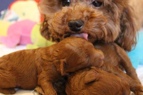 成約済の愛知県のトイプードル-72087の11枚目