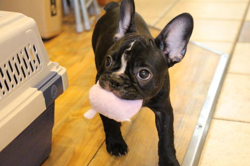 成約済の愛知県のフレンチブルドッグ-68193の4枚目