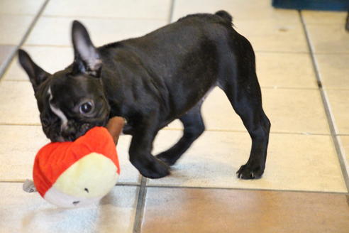 成約済の愛知県のフレンチブルドッグ-68193の3枚目