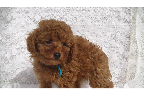 成約済の福岡県のタイニープードル-69476の3枚目