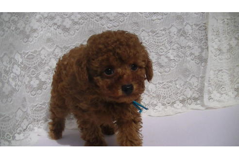 成約済の福岡県のタイニープードル-69476