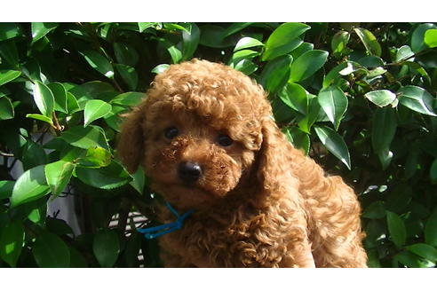 成約済の福岡県のタイニープードル-69476の2枚目