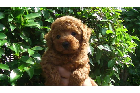 成約済の福岡県のタイニープードル-70256の6枚目