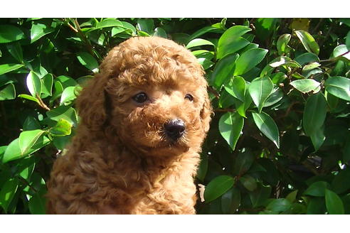 成約済の福岡県のタイニープードル-70256の5枚目