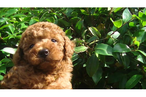 成約済の福岡県のタイニープードル-70256の4枚目