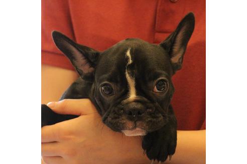 成約済の愛知県のフレンチブルドッグ-68193