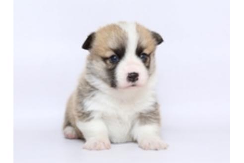 成約済の栃木県のウェルシュコーギーペンブローク-72553の1枚目