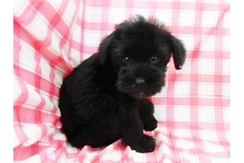 成約済の福岡県のミニチュアシュナウザー-72559