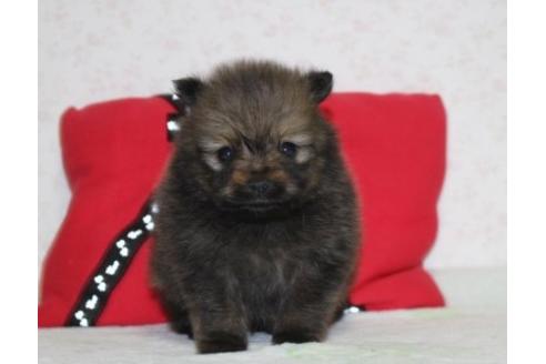 成約済の埼玉県のポメラニアン-72564の5枚目