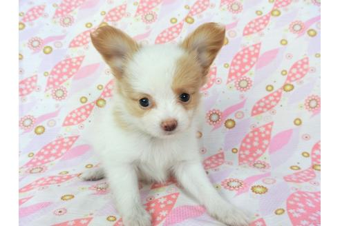 成約済の千葉県のパピヨン-72571の8枚目