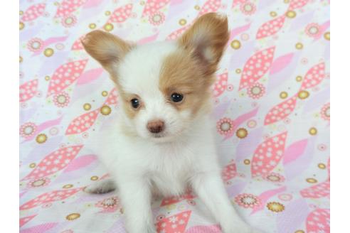 成約済の千葉県のパピヨン-72571の7枚目