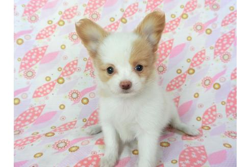 成約済の千葉県のパピヨン-72571の6枚目