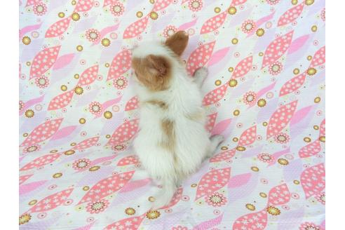 成約済の千葉県のパピヨン-72571の5枚目