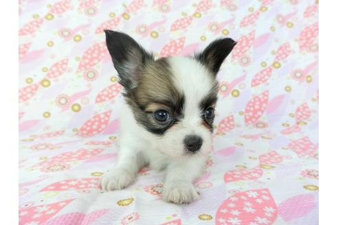 成約済の千葉県のパピヨン-72572の1枚目