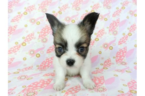 成約済の千葉県のパピヨン-72572の4枚目